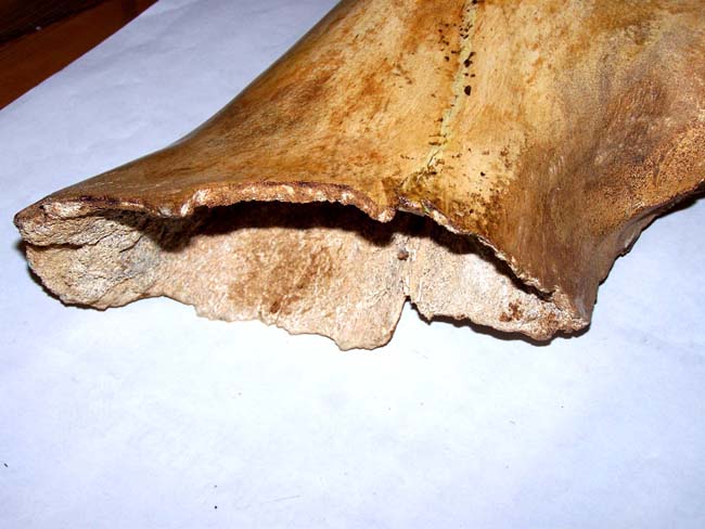 A Fine and Rare Whale's Jawbone Beautifully Scrimshawed and dated 1909. — image 4